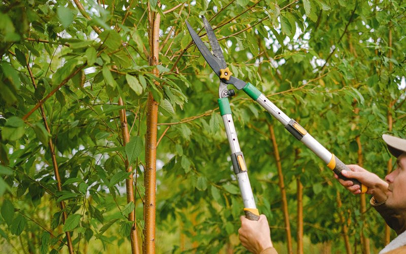 Tree trimming in Rosholt, SD